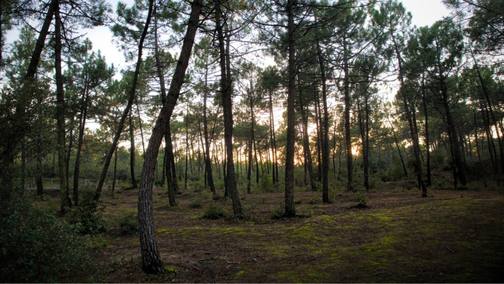 Forêt de pins et voie verte de Vendée